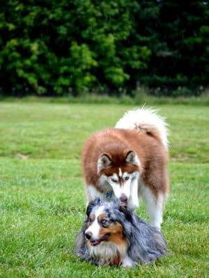 Olympia Dog Park