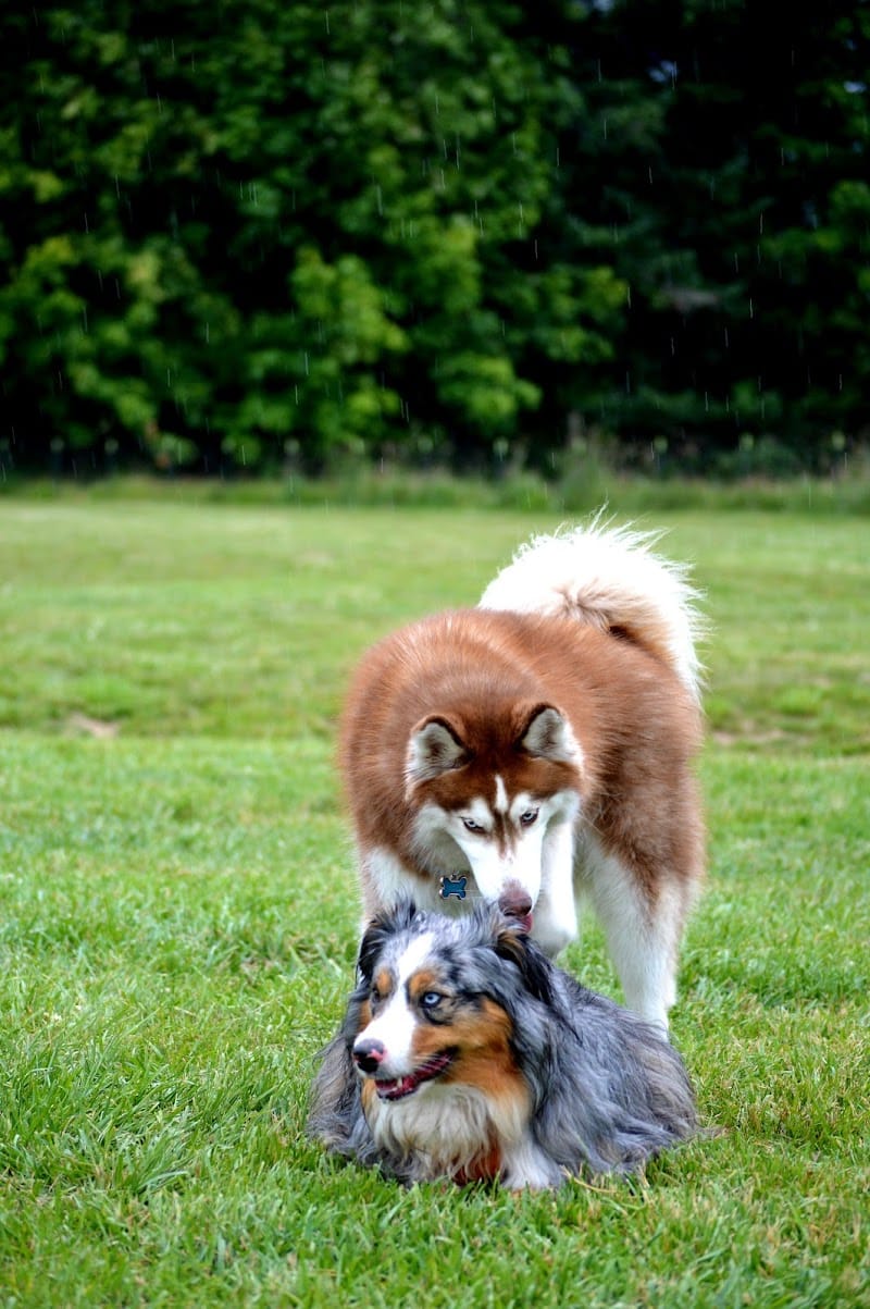 Olympia Dog Park