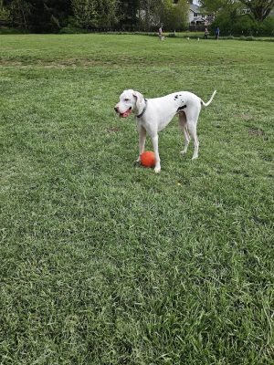 Olympia Dog Park