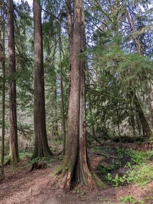 Watershed Park