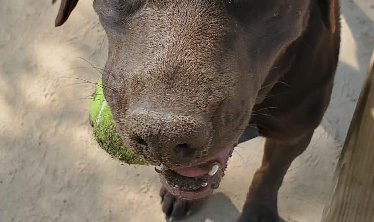 Van Riper Dog Park - Onalaska, WI