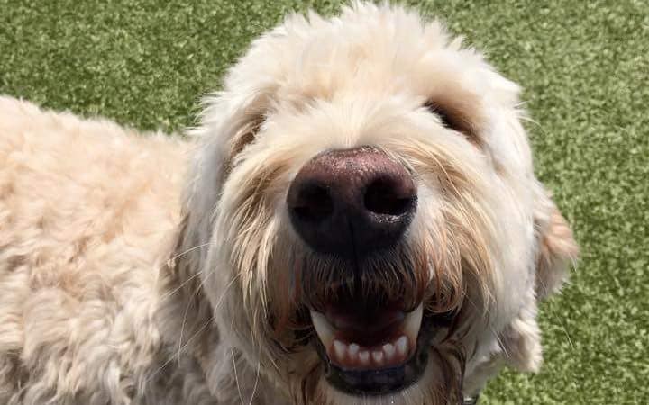 Van Riper Dog Park - Onalaska, WI