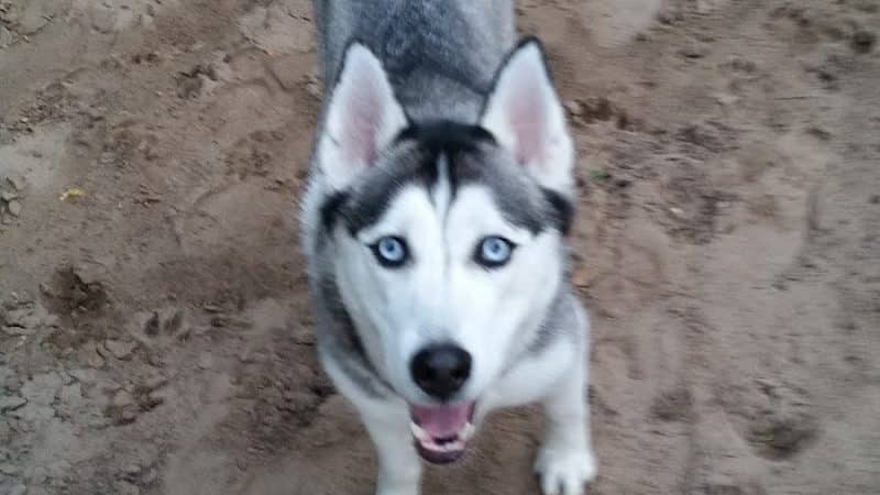 Van Riper Dog Park - Onalaska, WI