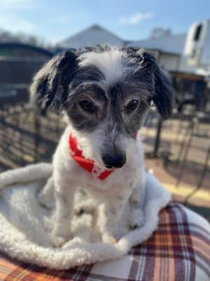 Furry Tales Boarding, Indoor Daycare, and Grooming
