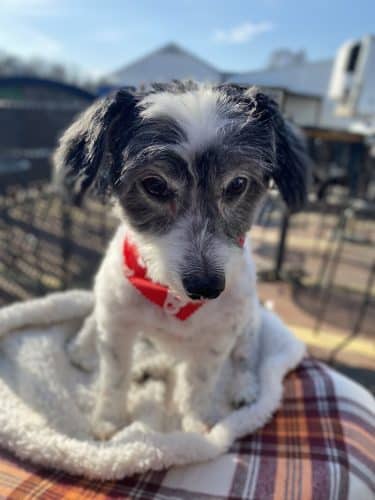 Furry Tales Boarding, Indoor Daycare, and Grooming