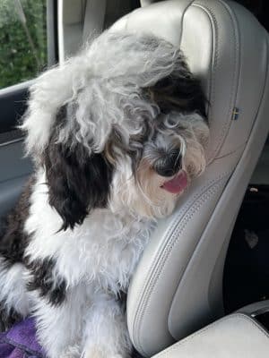 Furry Tales Boarding, Indoor Daycare, and Grooming
