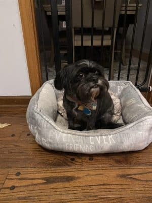 Furry Tales Boarding, Indoor Daycare, and Grooming