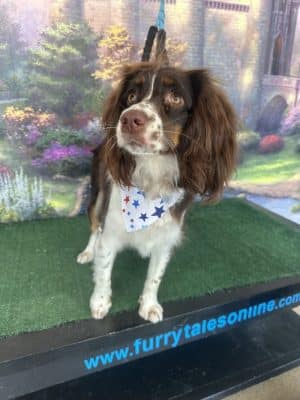 Furry Tales Boarding, Indoor Daycare, and Grooming