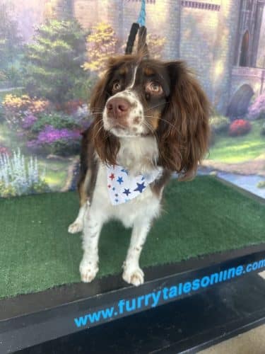 Furry Tales Boarding, Indoor Daycare, and Grooming