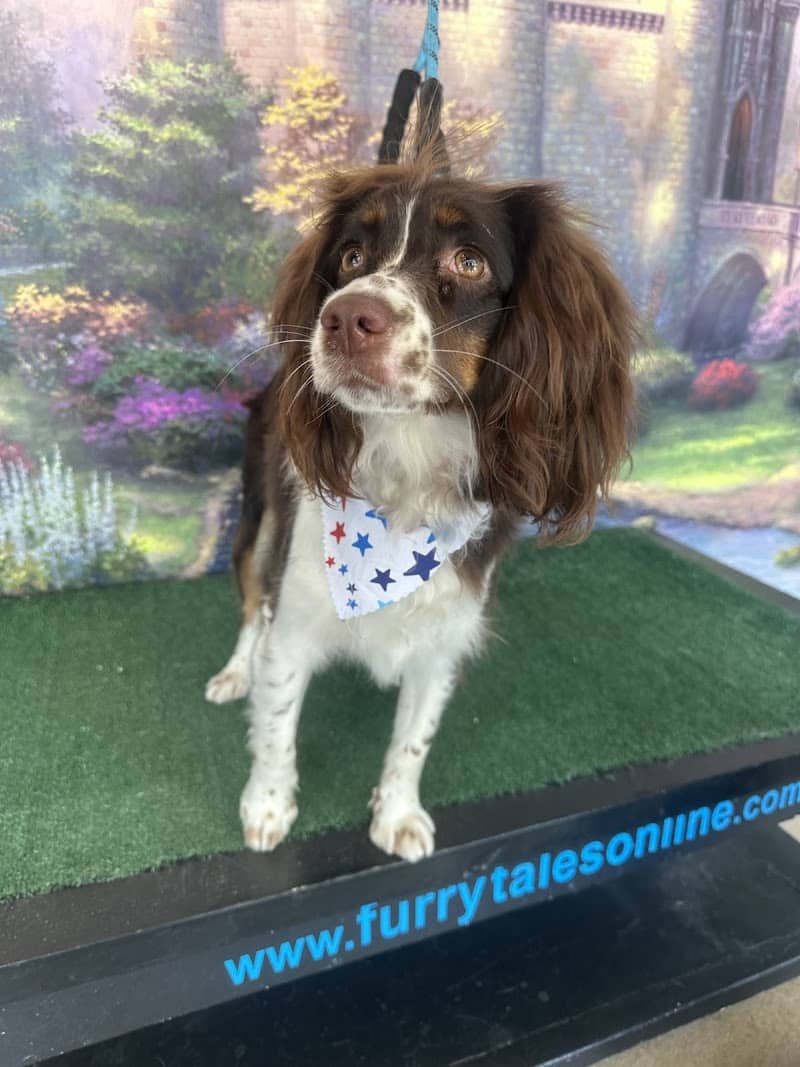 Furry Tales Boarding, Indoor Daycare, and Grooming - Ooltewah, TN