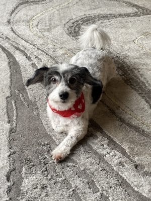 Furry Tales Boarding, Indoor Daycare, and Grooming