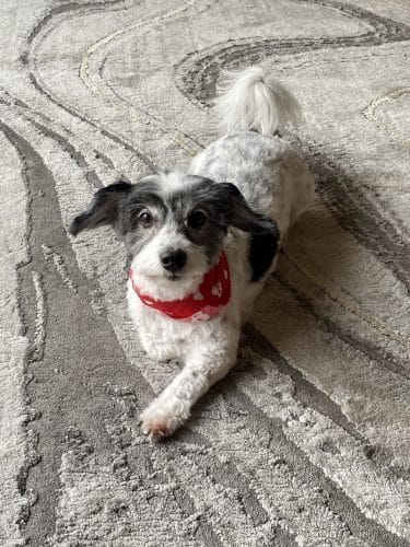 Furry Tales Boarding, Indoor Daycare, and Grooming