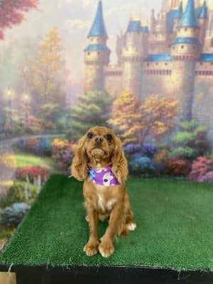 Furry Tales Boarding, Indoor Daycare, and Grooming