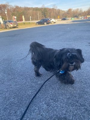 Furry Tales Boarding, Indoor Daycare, and Grooming