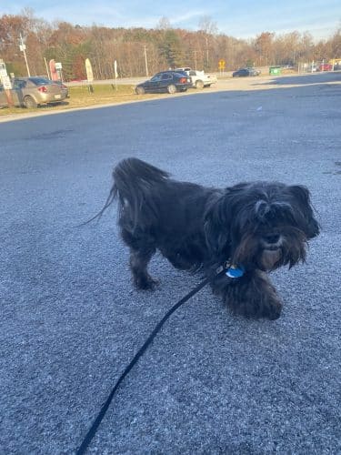 Furry Tales Boarding, Indoor Daycare, and Grooming