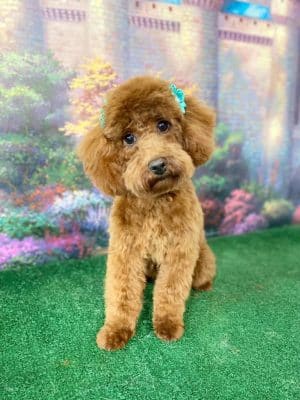 Furry Tales Boarding, Indoor Daycare, and Grooming