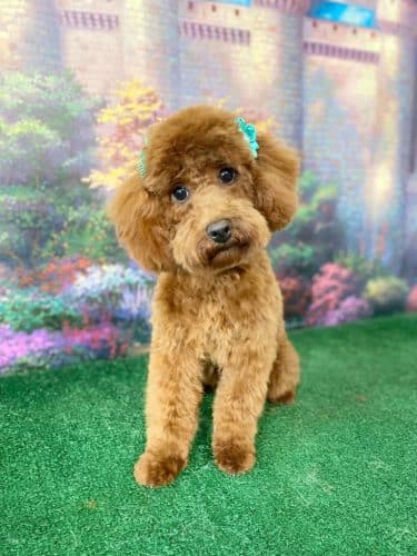 Furry Tales Boarding, Indoor Daycare, and Grooming