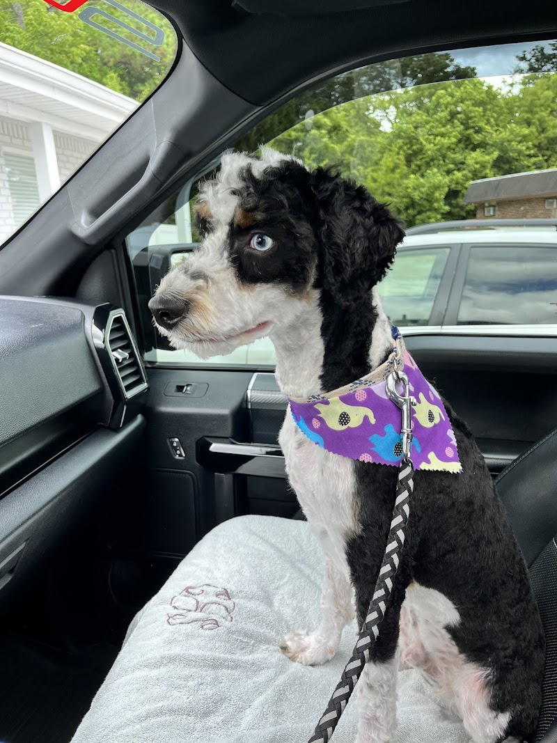 Furry Tales Boarding, Indoor Daycare, and Grooming - Ooltewah, TN
