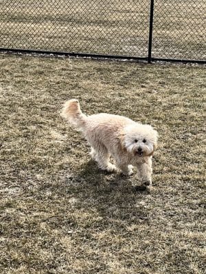 Wiggly Field Dog Park