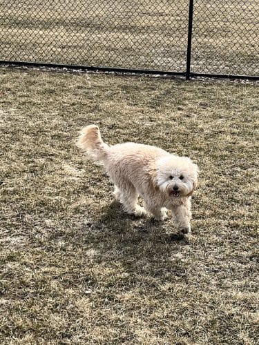 Wiggly Field Dog Park