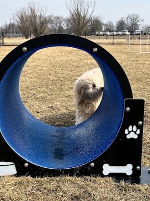 Wiggly Field Dog Park