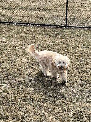 Wiggly Field Dog Park
