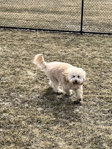 Wiggly Field Dog Park