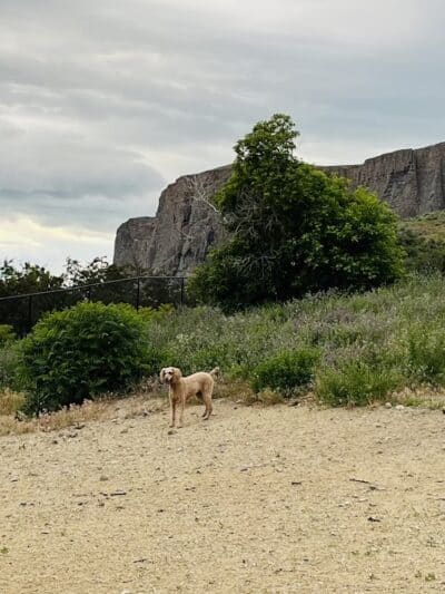 Orem Dog Park - Orem, UT