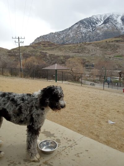 Orem Dog Park - Orem, UT