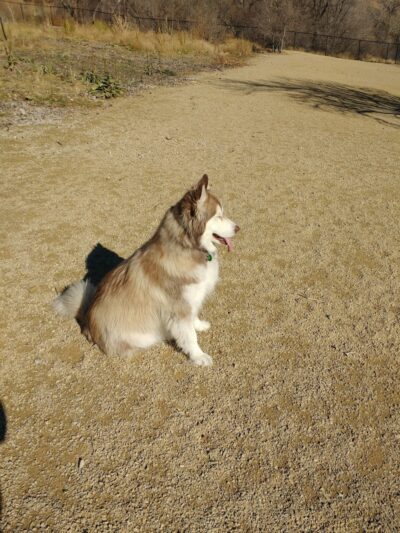 Orem Dog Park - Orem, UT