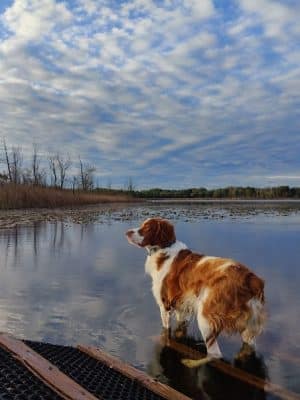 Orion Oaks Dog Park