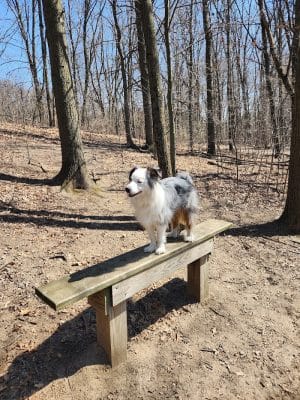 Orion Oaks Dog Park