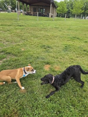 Orion Oaks Dog Park