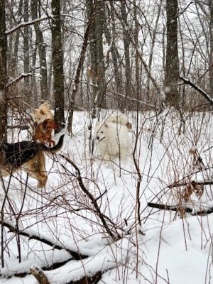 Orion Oaks Dog Park