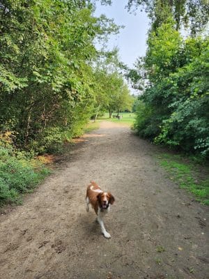 Orion Oaks Dog Park