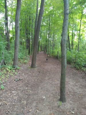 Orion Oaks Dog Park