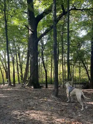 Orion Oaks Dog Park Beach