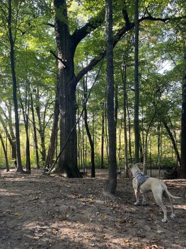 Orion Oaks Dog Park Beach