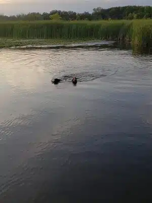 Orion Oaks Dog Park Beach