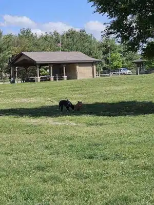Orion Oaks Dog Park Beach