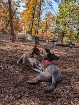 Ossining Dog Park