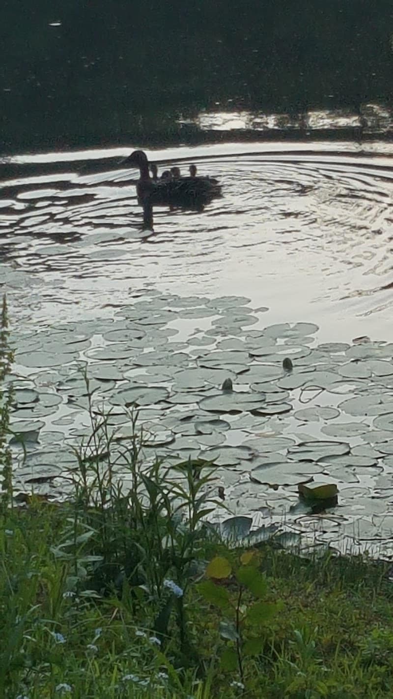 Ossining Dog Park - Ossining, NY