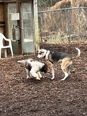 Ossining Dog Park