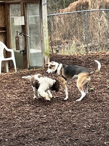 Ossining Dog Park