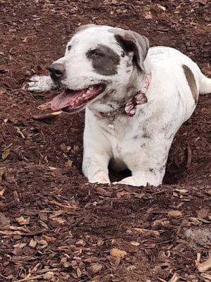 Ossining Dog Park