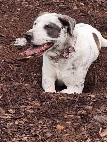 Ossining Dog Park
