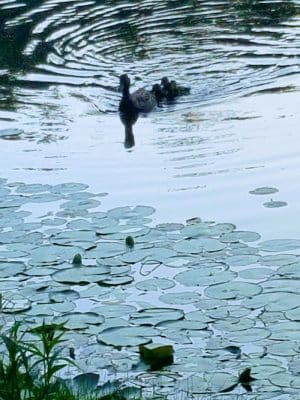 Ossining Dog Park