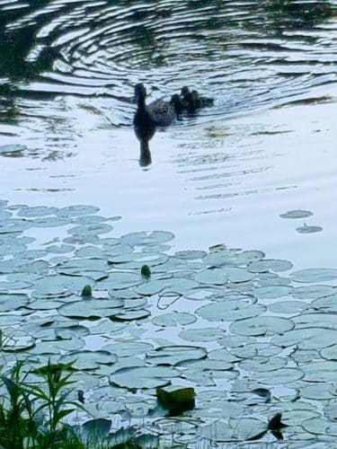 Ossining Dog Park