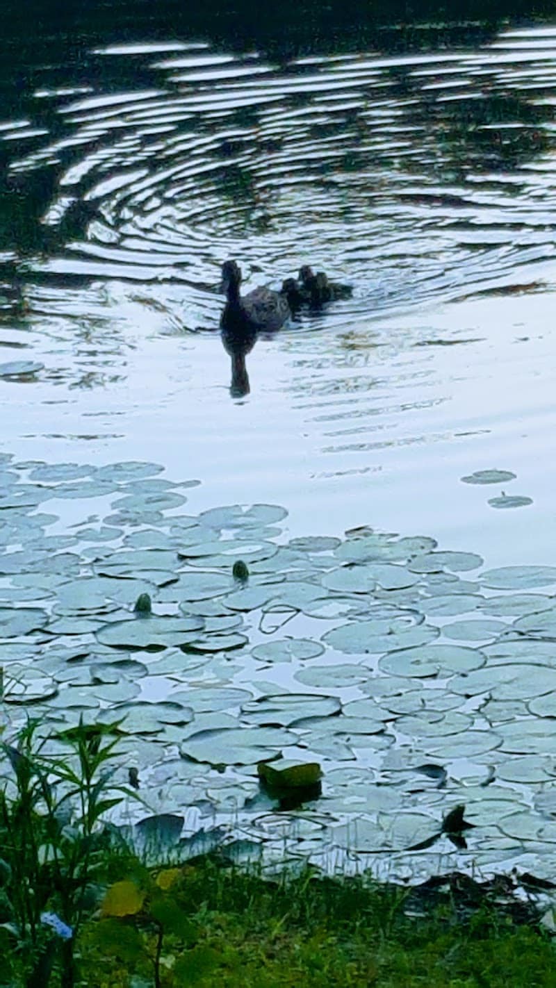 Ossining Dog Park - Ossining, NY