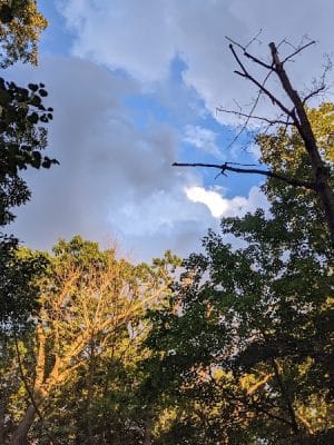 Ossining Dog Park